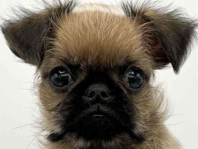 大阪府のプチブラバンソン (ひごペットフレンドリーららぽーとEXPOCITY店/2025年12月13日生まれ/男の子/レッド)の子犬の1枚目の画像