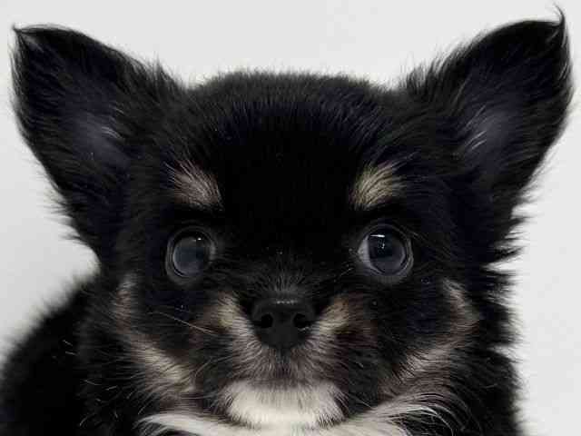 大阪府のチワワ(ロング) (ひごペットフレンドリーくずはモール店/2025年12月13日生まれ/男の子/ブラックタン)の子犬