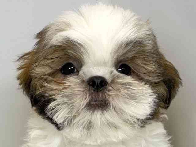 大阪府のシーズー (ひごペットフレンドリーセブンパーク天美店/2025年12月8日生まれ/男の子/ホワイトゴールド)の子犬の1枚目の画像