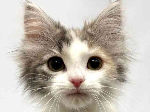 大阪府のノルウェージャンフォレストキャット (ひごペットフレンドリーイオンタウン茨木太田店/2025年11月27日生まれ/女の子/ブルークリームホワイト)の子猫の1枚目の画像