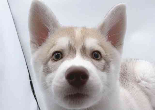 島根県のシベリアンハスキー (ひごペットフレンドリーイオン松江ショッピングセンター店/2025年12月12日生まれ/女の子/レッドホワイト)の子犬の1枚目の画像