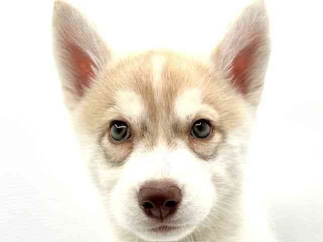 島根県のシベリアンハスキー (ひごペットフレンドリーイオン松江ショッピングセンター店/2025年12月12日生まれ/女の子/レッドホワイト)の子犬の1枚目の画像