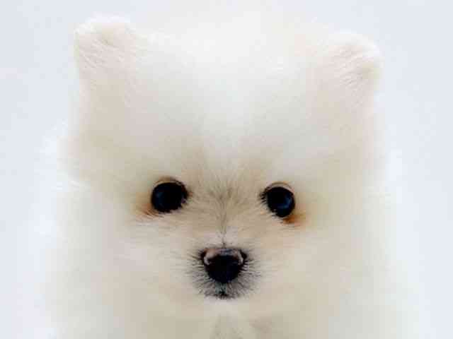 広島県のポメラニアン (ひごペットフレンドリーフジグラン神辺店/2025年12月12日生まれ/男の子/クリーム)の子犬の1枚目の画像