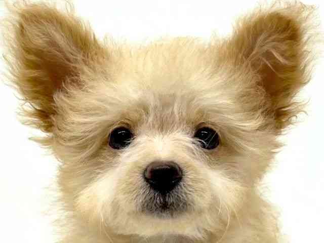 兵庫県のポメプー(ポメラニアン×プードル) (ひごペットフレンドリーブルメールHAT神戸店/2025年12月13日生まれ/女の子/アプリコット)の子犬の1枚目の画像