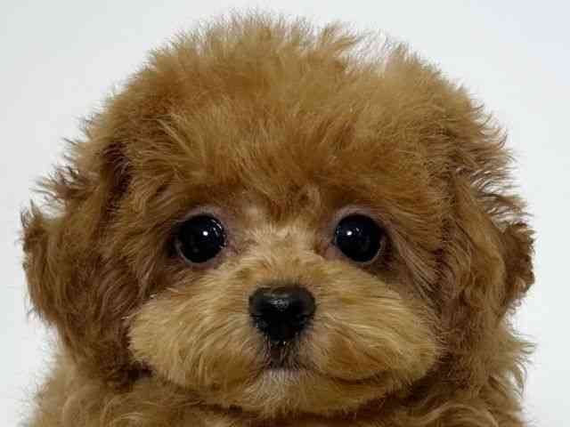 大阪府のトイプードル(トイ) (ひごペットフレンドリーアクロスプラザ住之江店/2025年12月13日生まれ/女の子/レッド)の子犬の1枚目の画像