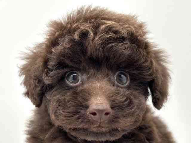 奈良県のトイプードル(トイ) (ひごペットフレンドリー田原本店/2025年12月12日生まれ/男の子/ブラウン)の子犬の1枚目の画像