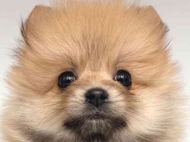 大阪府のポメラニアン (ひごペットフレンドリー岸和田店/2025年12月12日生まれ/男の子/オレンジ)の子犬の1枚目の画像