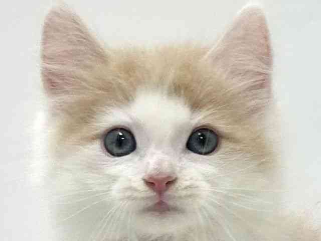 大阪府のノルウェージャンフォレストキャット (ひごペットフレンドリーアクロスプラザ住之江店/2025年12月13日生まれ/男の子/クリームタビーホワイト)の子猫