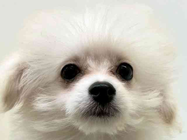 兵庫県のチワプー/プーチー(チワワ×プードル) (ひごペットフレンドリーブルメールHAT神戸店/2025年12月13日生まれ/女の子/ホワイト)の子犬の1枚目の画像