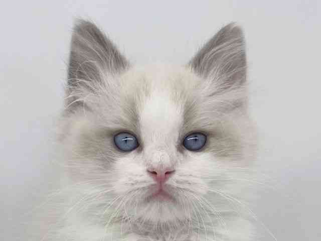 兵庫県のラグドール (ひごペットフレンドリーイオンタウン加古川店/2025年12月12日生まれ/男の子/ブルーポイントバイカラー)の子猫の1枚目の画像