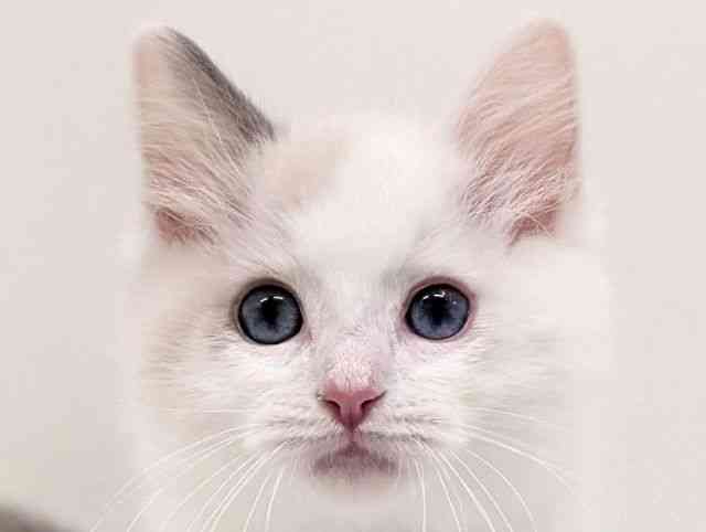 福岡県のラグドール (ひごペットフレンドリーリバーウォーク北九州店/2025年12月12日生まれ/男の子/ブルーポイント)の子猫の1枚目の画像