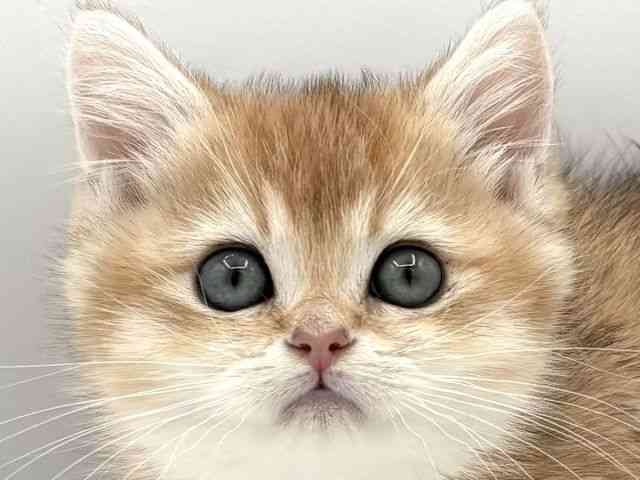 大阪府のブリティッシュショートヘアー (ひごペットフレンドリーイオンそよら海老江店/2025年11月26日生まれ/男の子/ブラックゴールデンシェーデット)の子猫