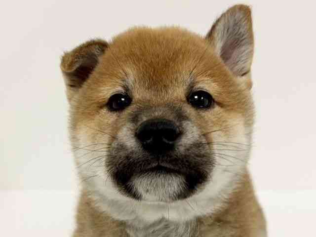 愛知県の柴犬(標準サイズ) (ひごペットフレンドリーイトーヨーカドー知多店/2025年12月13日生まれ/男の子/赤)の子犬