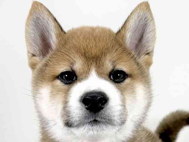 京都府の柴犬(標準サイズ) (ひごペットフレンドリーイズミヤショッピングセンター八幡店/2025年12月13日生まれ/男の子/赤)の子犬の1枚目の画像