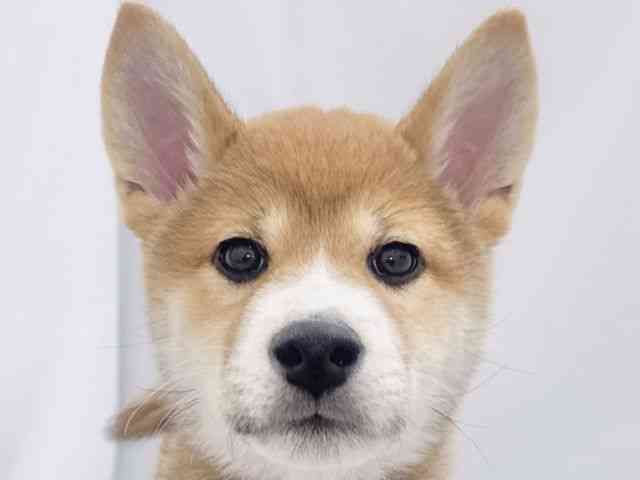 大阪府の柴犬(標準サイズ) (ひごペットフレンドリーイズミヤショッピングセンター千里丘店/2025年12月13日生まれ/男の子/赤)の子犬の1枚目の画像