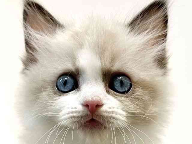 大阪府のラグドール (ひごペットフレンドリーイオン高槻店/2025年12月14日生まれ/女の子/シールポイントバイカラー)の子猫