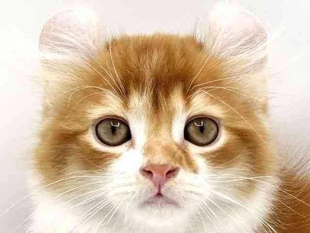 兵庫県のアメリカンカール (ひごペットフレンドリークラウンパーク伊丹店/2025年12月13日生まれ/男の子/レッドタビーホワイト)の子猫の1枚目の画像