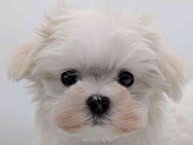 香川県のマルチーズ (ひごペットフレンドリーゆめタウン高松店/2025年12月14日生まれ/女の子/ホワイト)の子犬の1枚目の画像