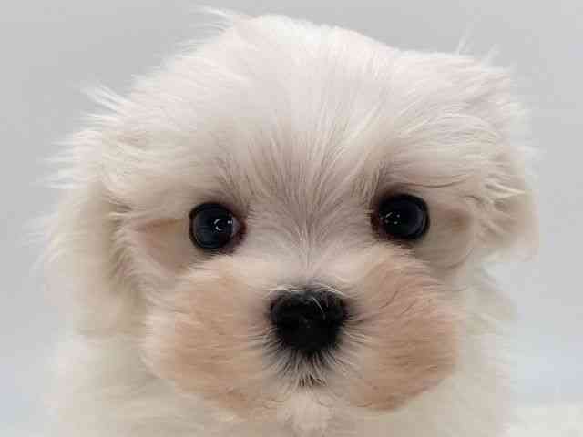 島根県のマルチーズ (ひごペットフレンドリーイオンモール出雲店/2025年12月14日生まれ/男の子/ホワイト)の子犬