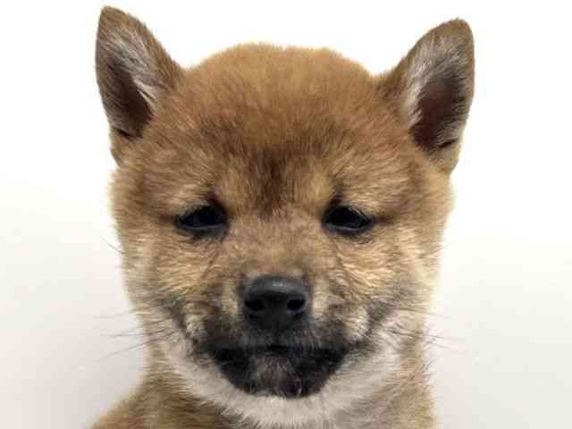 京都府の柴犬(標準サイズ) (ひごペットフレンドリーイオンモール高の原店/2025年12月3日生まれ/男の子/赤)の子犬