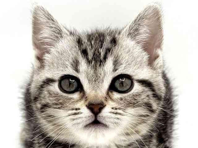 兵庫県のアメリカンショートヘアー (ひごペットフレンドリークラウンパーク伊丹店/2025年12月12日生まれ/女の子/シルバータビー)の子猫の1枚目の画像