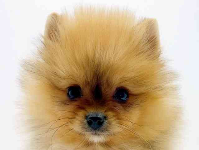 広島県のポメラニアン (ひごペットフレンドリーフジグラン神辺店/2025年12月11日生まれ/男の子/オレンジ)の子犬の1枚目の画像