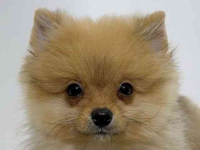 広島県のポメラニアン (ひごペットフレンドリーフジグラン神辺店/2025年12月11日生まれ/男の子/オレンジ)の子犬の1枚目の画像