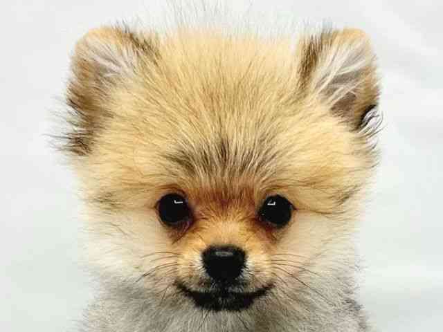 大阪府のポメラニアン (ひごペットフレンドリーイトーヨーカドー津久野店/2025年12月11日生まれ/男の子/オレンジセーブル)の子犬の1枚目の画像