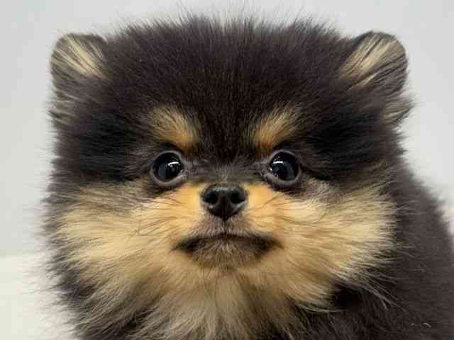 大阪府のポメラニアン (ひごペットフレンドリーセブンパーク天美店/2025年12月12日生まれ/女の子/ブラックタン)の子犬の1枚目の画像