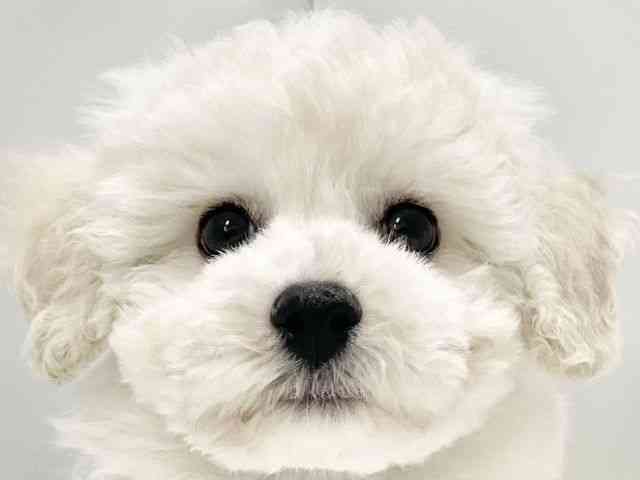 高知県のビションフリーゼ (ひごペットフレンドリーイオンモール高知店/2025年12月14日生まれ/男の子/ホワイト)の子犬の1枚目の画像