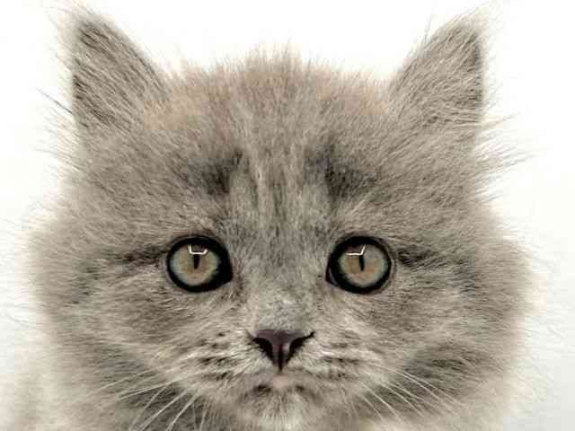 島根県のマンチカン (ひごペットフレンドリーイオン松江ショッピングセンター店/2025年12月12日生まれ/女の子/ブルークリーム)の子猫の1枚目の画像