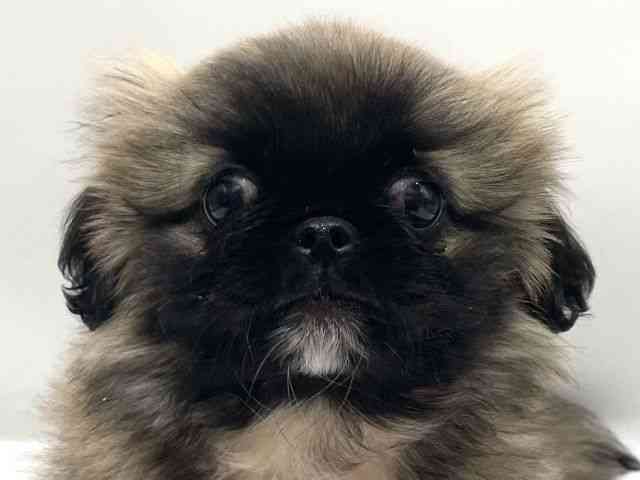 愛知県のペキニーズ (ひごペットフレンドリーヴィアモール アピタ江南西店/2025年12月11日生まれ/男の子/フォーンホワイト)の子犬の1枚目の画像