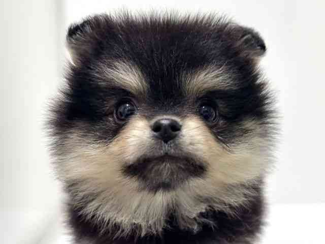 愛知県のポメラニアン (ひごペットフレンドリーららぽーと名古屋みなとアクルス店/2025年12月13日生まれ/女の子/ブラックタン)の子犬の1枚目の画像