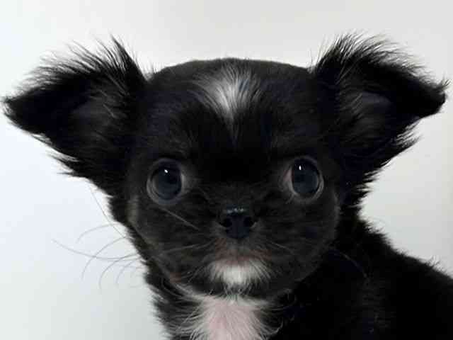 奈良県のチワワ(ロング) (ひごペットフレンドリーイオンモール橿原ウエスト・ビレッジ店/2025年12月12日生まれ/男の子/ブラックホワイト)の子犬