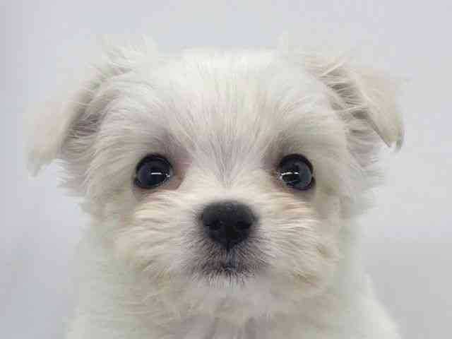 兵庫県のチワマル/マルチワ(チワワ×マルチーズ) (ひごペットフレンドリーイオンタウン加古川店/2025年12月13日生まれ/女の子/ホワイト)の子犬の1枚目の画像