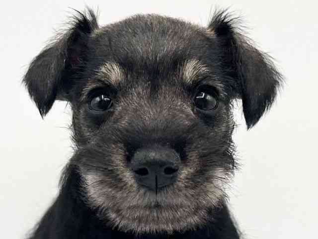 京都府のミニチュアシュナウザー (ひごペットフレンドリーイオンモール高の原店/2025年12月13日生まれ/男の子/ソルトペッパー)の子犬