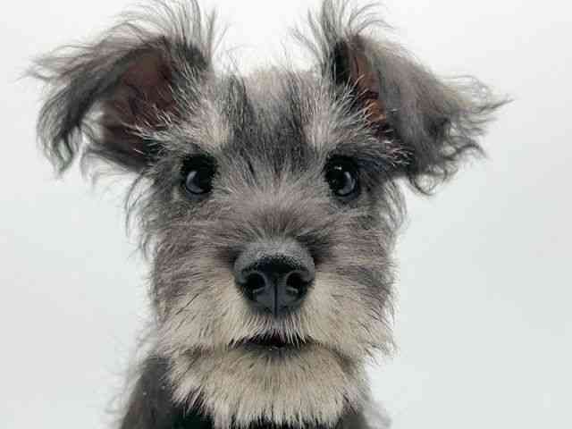 京都府のミニチュアシュナウザー (ひごペットフレンドリーイオンモール高の原店/2025年12月13日生まれ/男の子/ソルトペッパー)の子犬の1枚目の画像