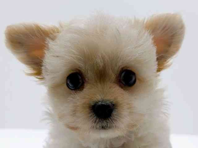 広島県のチワマル/マルチワ(チワワ×マルチーズ) (ひごペットフレンドリーフジグラン神辺店/2025年12月14日生まれ/女の子/クリーム)の子犬の1枚目の画像