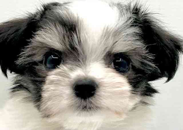 島根県のチワマル/マルチワ(チワワ×マルチーズ) (ひごペットフレンドリーイオン松江ショッピングセンター店/2025年12月13日生まれ/女の子/ホワイトブラック)の子犬の1枚目の画像