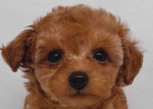 鳥取県のトイプードル(トイ) (ひごペットフレンドリーイオンモール鳥取北店/2025年12月13日生まれ/女の子/レッドフォーン)の子犬の1枚目の画像