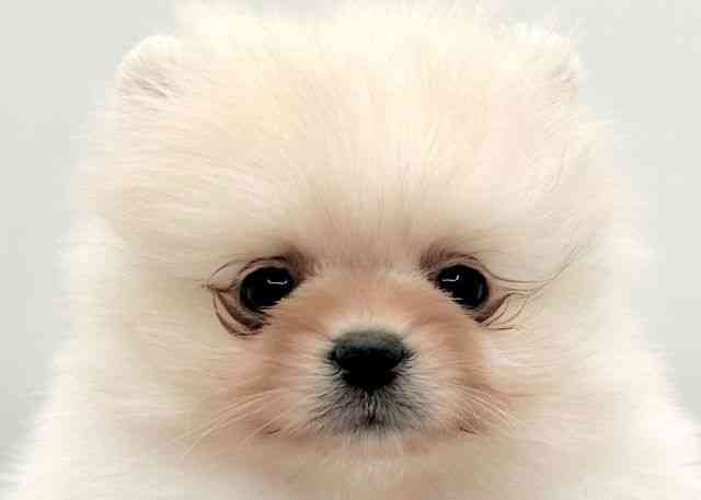 島根県のポメラニアン (ひごペットフレンドリーイオン松江ショッピングセンター店/2025年12月13日生まれ/男の子/クリーム)の子犬