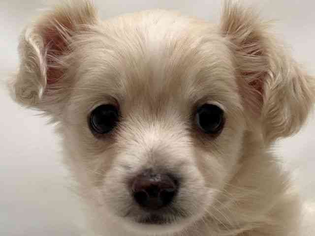 和歌山県のチワックス(チワワ×ダックス) (ひごペットフレンドリーパームシティ和歌山店/2025年12月14日生まれ/男の子/クリーム)の子犬