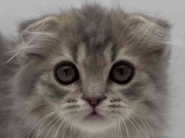 島根県のスコティッシュフォールド (ひごペットフレンドリーイオンモール出雲店/2025年12月7日生まれ/男の子/ブルータビー)の子猫の1枚目の画像