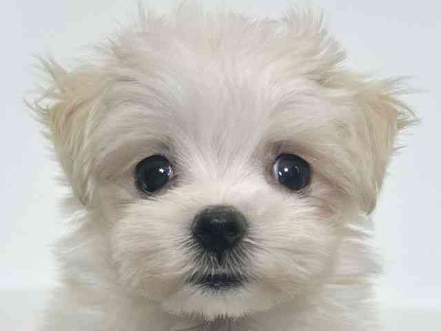 大阪府のマルチーズ (ひごペットフレンドリーアクロスプラザ住之江店/2025年12月13日生まれ/女の子/ホワイト)の子犬の1枚目の画像