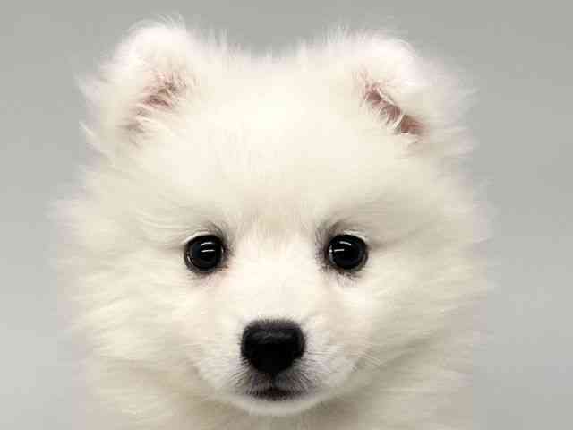 徳島県の日本スピッツ (ひごペットフレンドリーゆめタウン徳島店/2025年12月13日生まれ/女の子/ホワイト)の子犬の1枚目の画像