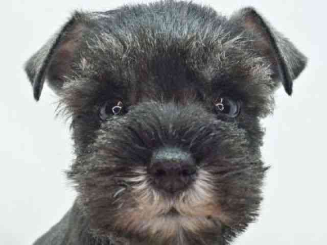 福岡県のミニチュアシュナウザー (ひごペットフレンドリーゆめタウン筑紫野店/2025年12月14日生まれ/男の子/ソルトペッパー)の子犬の1枚目の画像