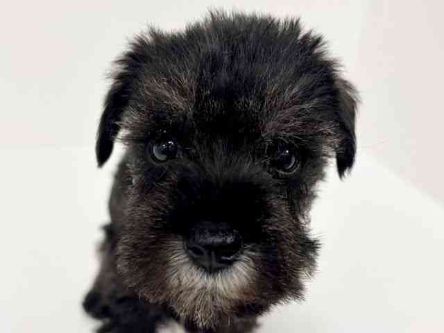 愛知県のミニチュアシュナウザー (ひごペットフレンドリーイトーヨーカドー知多店/2025年12月14日生まれ/女の子/ソルトペッパー)の子犬