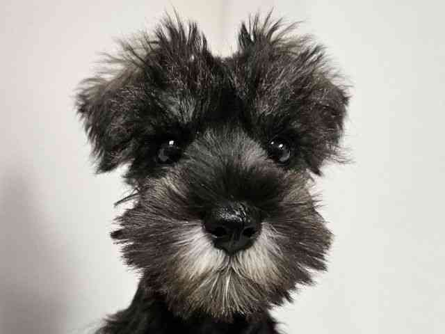 愛知県のミニチュアシュナウザー (ひごペットフレンドリーイトーヨーカドー知多店/2025年12月14日生まれ/女の子/ソルトペッパー)の子犬の1枚目の画像