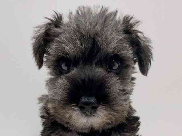 広島県のミニチュアシュナウザー (ひごペットフレンドリーフジグラン神辺店/2025年12月14日生まれ/男の子/ソルトペッパー)の子犬の1枚目の画像