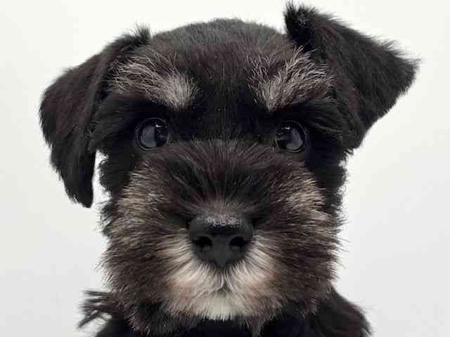 大阪府のミニチュアシュナウザー (ひごペットフレンドリーみのおキューズモール店/2025年12月13日生まれ/女の子/ブラックシルバー)の子犬